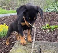 Raven, a female Rottweiler for sale in Williamsburg, PA – Photo 8 of 10