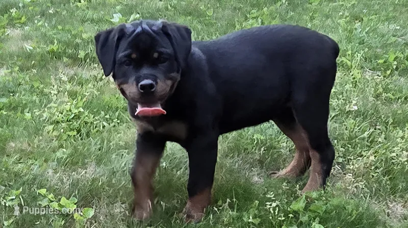 Star – Rottweiler puppy for sale in Williamsburg, PA