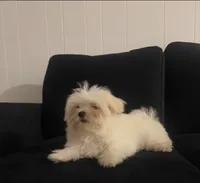 Maltipoo, a male Maltipoo and Maltipom for sale in ,  – 1 of 3