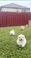 Maltipoo, a male Maltipoo and Maltipom for sale in ,  – 2 of 3
