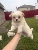 Maltipoo, a male Maltipoo and Maltipom for sale in ,  – 3 of 3