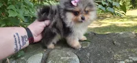 Wren, a female Pomeranian for sale in Chattanooga, TN – 2 of 3