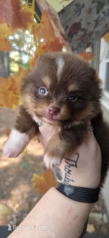 Sawyer – Pomeranian puppy for sale in Chattanooga, TN