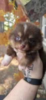 Sawyer, a male Pomeranian for sale in Chattanooga, TN – 1 of 5