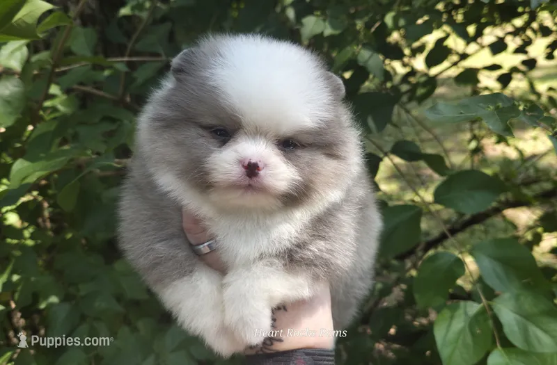 Finnick – Pomeranian puppy for sale in Chattanooga, TN