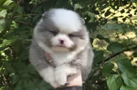 Finnick, a male Pomeranian for sale in Chattanooga, TN – 1 of 2