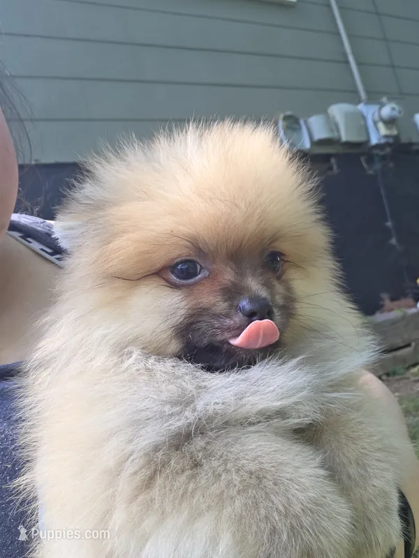 Timberland  – Pomeranian puppy for sale in Chattanooga, TN