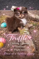 Truffle , a female Pomeranian for sale in Chattanooga, TN – Photo 4 of 10