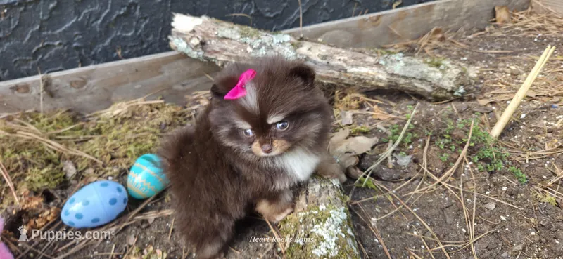 Truffle  – Pomeranian puppy on hold in Chattanooga, TN