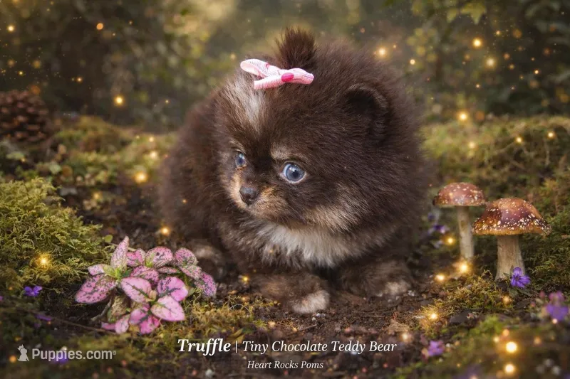 Truffle  – Pomeranian puppy for sale in Chattanooga, TN