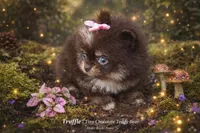 Truffle , a female Pomeranian for sale in Chattanooga, TN – Photo 1 of 4