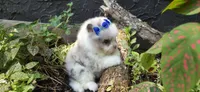 Bluebell, a female Pomeranian for sale in Chattanooga, TN – 2 of 2