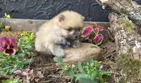 Timberlane , a male Pomeranian for sale in Chattanooga, TN – Photo 4 of 4