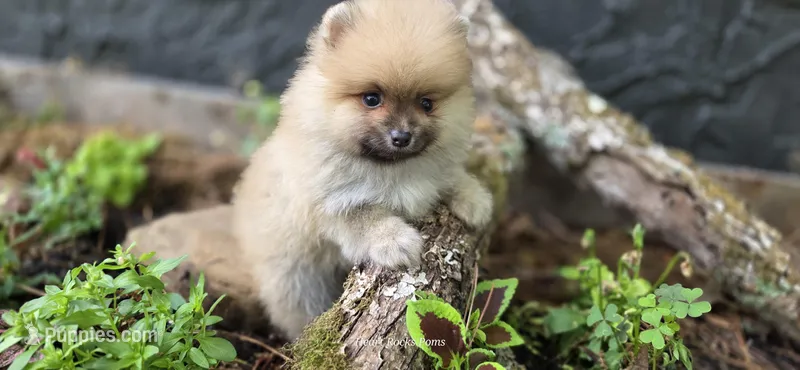 Timberlane  – Pomeranian puppy for sale in Chattanooga, TN
