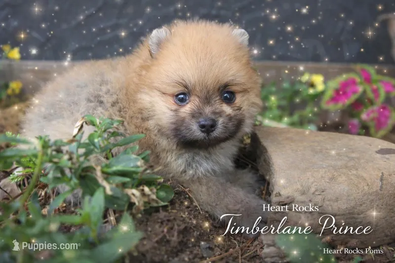 Timberlane  – Pomeranian puppy for sale in Chattanooga, TN