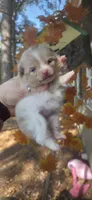Jolie, a female Pomeranian for sale in Chattanooga, TN – 4 of 4