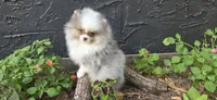 Finnick, a male Pomeranian for sale in Chattanooga, TN – 3 of 3