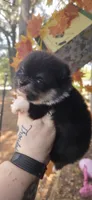 Ridge, a male Pomeranian for sale in Chattanooga, TN – 3 of 4