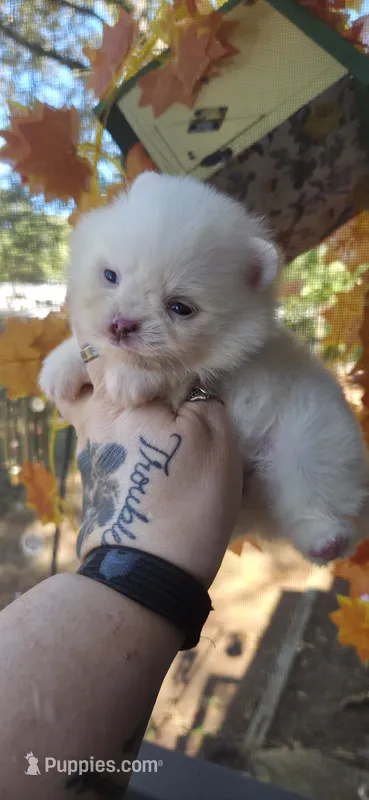 Mira – Pomeranian puppy for sale in Chattanooga, TN