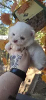 Mira, a female Pomeranian for sale in Chattanooga, TN – 1 of 2