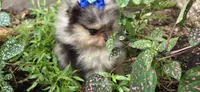 Freya, a female Pomeranian for sale in Chattanooga, TN – 2 of 4
