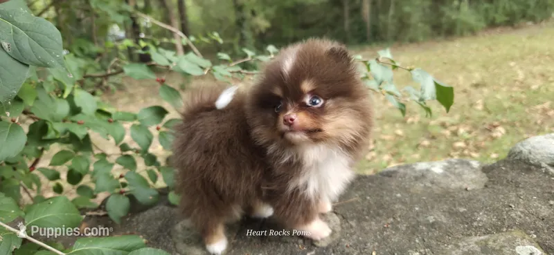Sawyer – Pomeranian puppy for sale in Chattanooga, TN