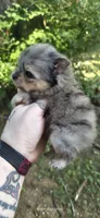 Wren, a female Pomeranian for sale in Chattanooga, TN – 2 of 2
