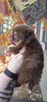 Sawyer, a male Pomeranian for sale in Chattanooga, TN – 5 of 5