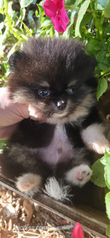 Ridge – Pomeranian puppy for sale in Chattanooga, TN