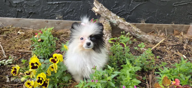 Opal  – Pomeranian puppy for sale in Chattanooga, TN