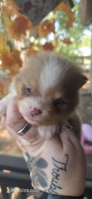 Huck – Pomeranian puppy for sale in Chattanooga, TN