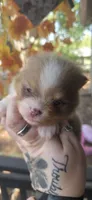 Huck, a male Pomeranian for sale in Chattanooga, TN – 1 of 5