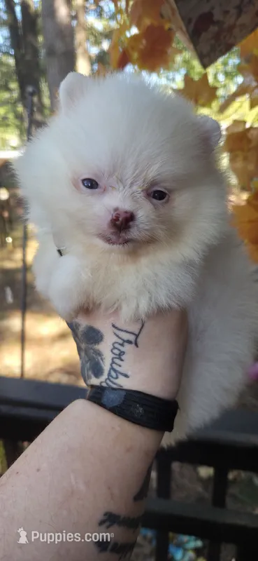 Mira – Pomeranian puppy for sale in Chattanooga, TN