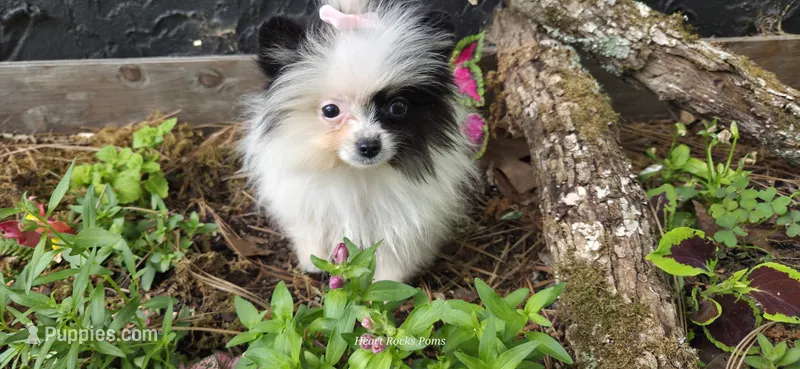 Opal  – Pomeranian puppy for sale in Chattanooga, TN