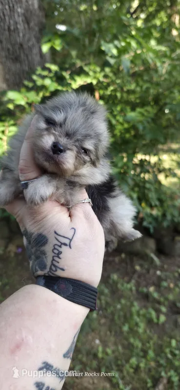 Percy – Pomeranian puppy for sale in Chattanooga, TN