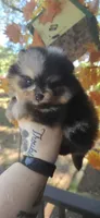 Shelby, a male Pomeranian for sale in Chattanooga, TN – 4 of 4