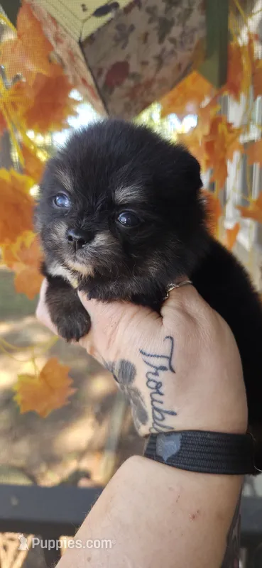 Nash – Pomeranian puppy for sale in Chattanooga, TN