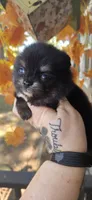 Nash, a male Pomeranian for sale in Chattanooga, TN – 1 of 2