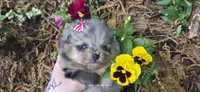 Eira , a female Pomeranian for sale in Chattanooga, TN – Photo 2 of 6