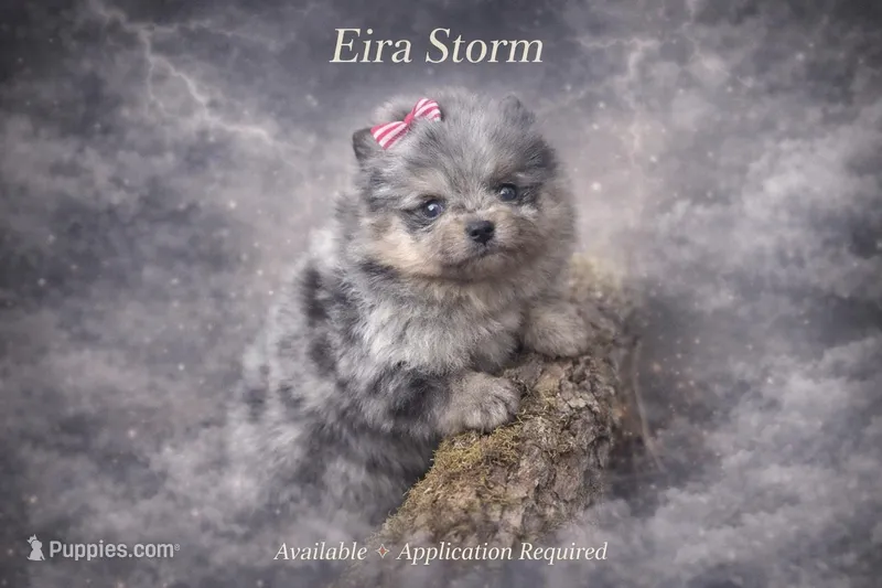 Eira  – Pomeranian puppy for sale in Chattanooga, TN