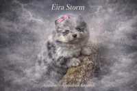 Eira , a female Pomeranian for sale in Chattanooga, TN – Photo 1 of 6