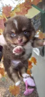 Sawyer, a male Pomeranian for sale in Chattanooga, TN – 3 of 5