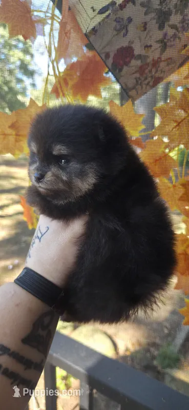 Ouiser – Pomeranian puppy for sale in Chattanooga, TN