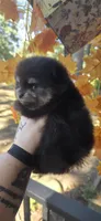 Ouiser, a female Pomeranian for sale in Chattanooga, TN – 1 of 2