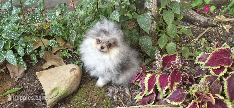 Percy – Pomeranian puppy for sale in Chattanooga, TN