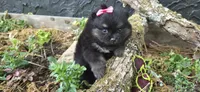 Juniper , a female Pomeranian for sale in Chattanooga, TN – Photo 3 of 6