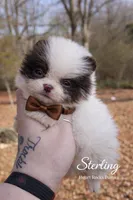 Sterling, a male Pomeranian for sale in Chattanooga, TN – Photo 1 of 4