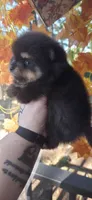 Clairee, a female Pomeranian for sale in Chattanooga, TN – 3 of 3