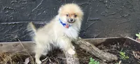 Timberland, a male Pomeranian for sale in Chattanooga, TN – 2 of 2