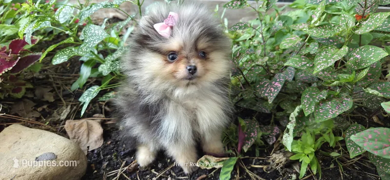 Wren – Pomeranian puppy for sale in Chattanooga, TN